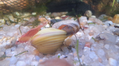 L'expérience palourdes ne va pas durer