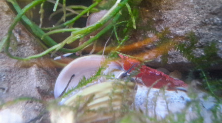 L'expérience palourdes ne va pas durer