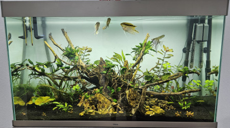 aquarium 200L Amazonien