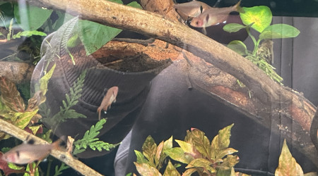 Introduction des premiers habitants !