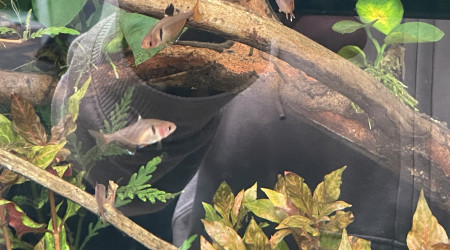 Introduction des premiers habitants !