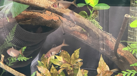 Introduction des premiers habitants !