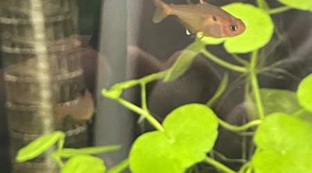 Introduction des premiers habitants !