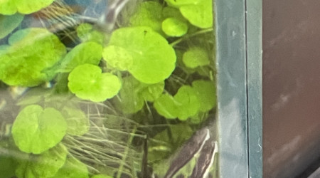 Introduction des premiers habitants !