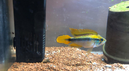 APISTOGRAMMA AGASIZII