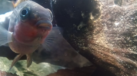 Pelvicachromis kribensis