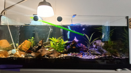 aquarium Jewels kingdom