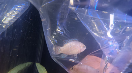 Arrivée des 4 fondateurs de la dynastie