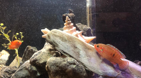 Arrivée des 4 fondateurs de la dynastie