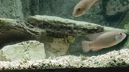 Deuxième portée en avril