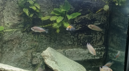 Deuxième portée en avril