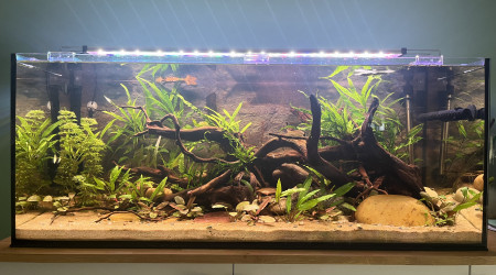 aquarium Biotope Asiatique 160L