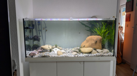 aquarium Biotope asiatique rivière à fort courant