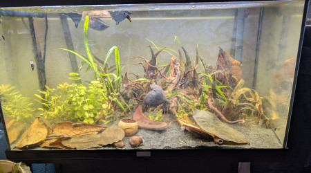 aquarium Biotope rivière asiatique calme