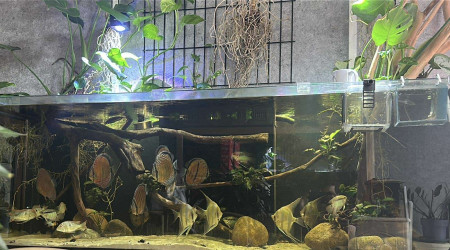 aquarium Sauvage