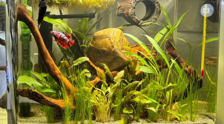 aquarium Scapers tank AQUADELLA 30 Kheops