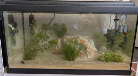 aquarium Guppys