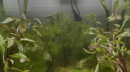 aquarium nano aqua