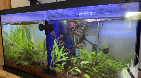 aquarium aquarium planté
