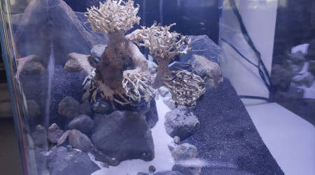 aquarium Nano Bonsai