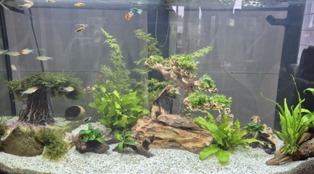 aquarium aquarium salon