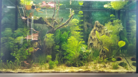 aquarium Test 300 l