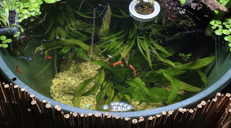 aquarium Bassin 240L