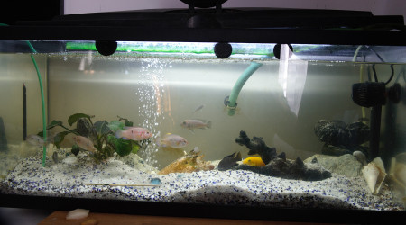 aquarium Le pensionnat