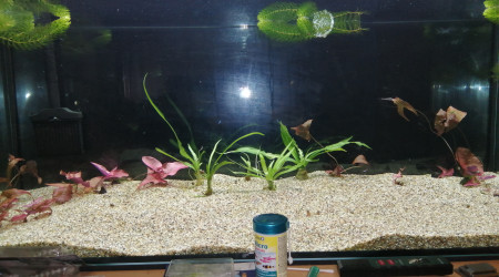 aquarium Mon aqua
