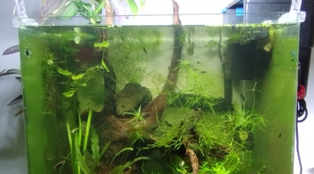 aquarium Aquarium de 62 litres bords arrondis