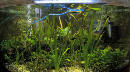 aquarium Aquarium communautaire