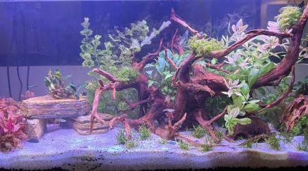 aquarium Aquarium