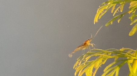 Zoé Atyaephyra desmarestii