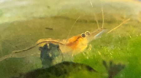 Maman Atyaephyra desmarestii