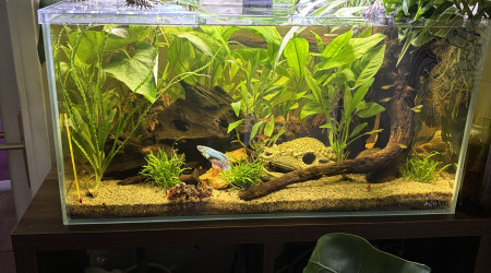 aquarium Tank AQUAEL 60 Stella