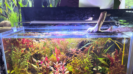 aquarium Tank AQUAEL 60 Nébula
