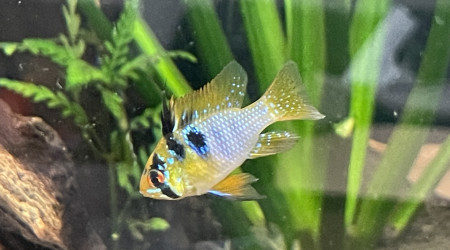 Ajout de 3 couples de ramirezi