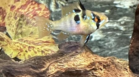 Ajout de 3 couples de ramirezi