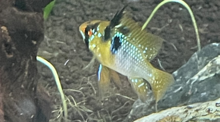 Ajout de 3 couples de ramirezi