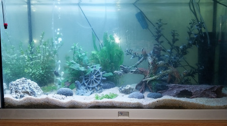 aquarium Le monde de Yoshi
