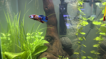 aquarium Tank Truffy 45L Rio