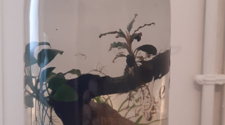 aquarium Bocal wabikuza