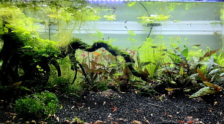 Nettoyage des flottantes