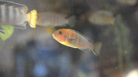 aquarium Levé du jour vendredi matin