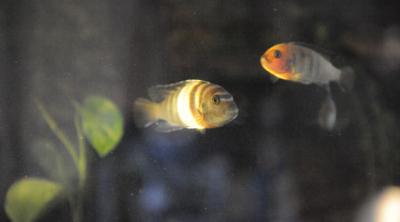 Levé du jour vendredi 12/09 matin