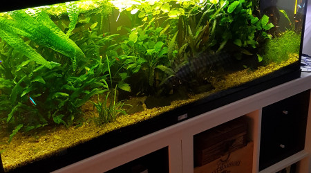 aquarium Mon Bac