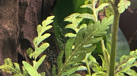 Un deuxième couple a aussi pondu !