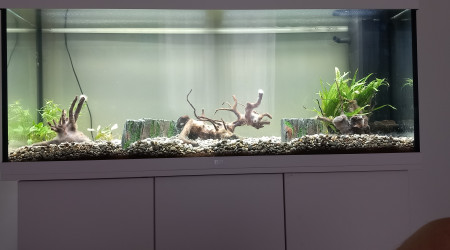 aquarium bac asie du sud est  240 litres