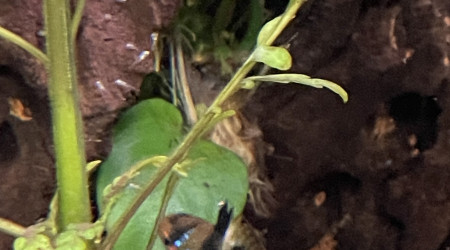 Déjà des 1ers alevins de ramirezi !