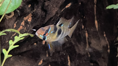 Déjà des 1ers alevins de ramirezi !